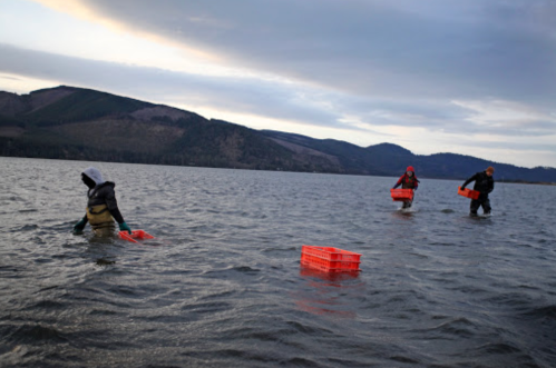 Three people wade through water, carrying orange crates, with mountains and a cloudy sky in the background.