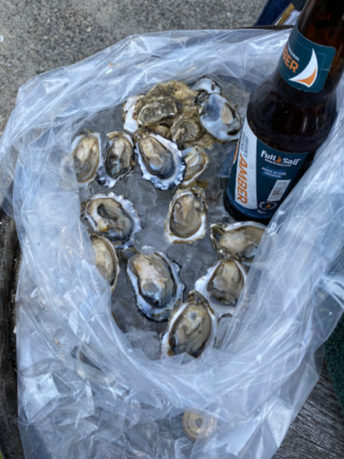 A bag of fresh oysters on ice next to a bottle of amber beer.
