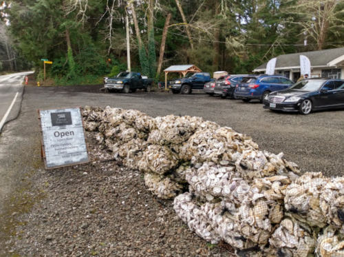A gravel parking area with several cars and a sign reading "Open" next to a pile of oysters in mesh bags.