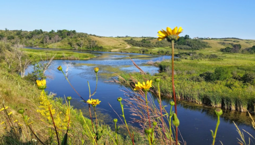 A serene landscape featuring a winding river surrounded by lush greenery and yellow wildflowers under a clear blue sky.