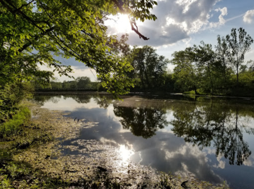 A serene lake surrounded by lush greenery, reflecting clouds and sunlight in a peaceful natural setting.