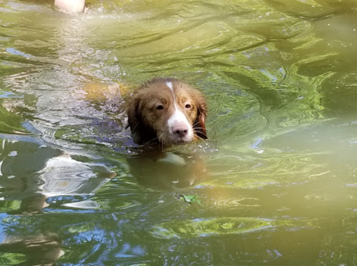 A brown and white dog swimming in a greenish body of water, with ripples reflecting the sunlight.