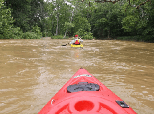 A kayaker in a red kayak paddles on a muddy river surrounded by lush green trees.