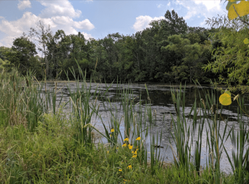 A serene pond surrounded by lush greenery and tall grasses, with a few yellow flowers in the foreground.