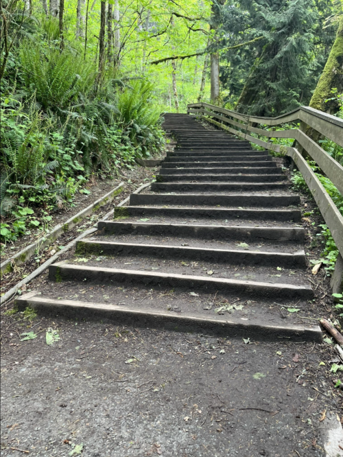 A set of wooden stairs leads up through a lush, green forest with ferns and trees on either side.