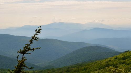 A scenic view of layered mountains under a hazy sky, with a foreground tree branch reaching out.