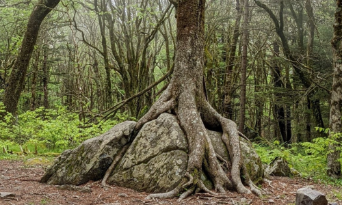 A large tree with sprawling roots growing over a rock in a lush, green forest.