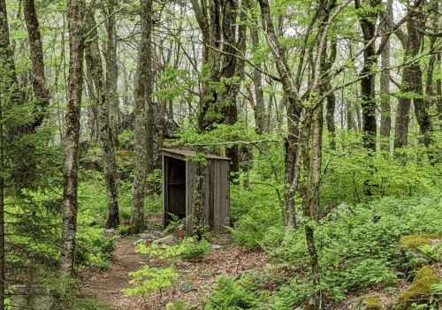 A small wooden shed nestled among lush green trees in a dense forest.