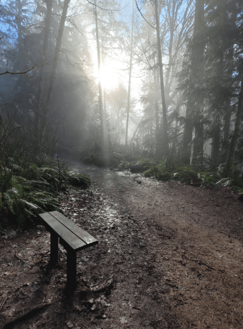 A misty forest path with a wooden bench, sunlight filtering through the trees, creating a serene atmosphere.