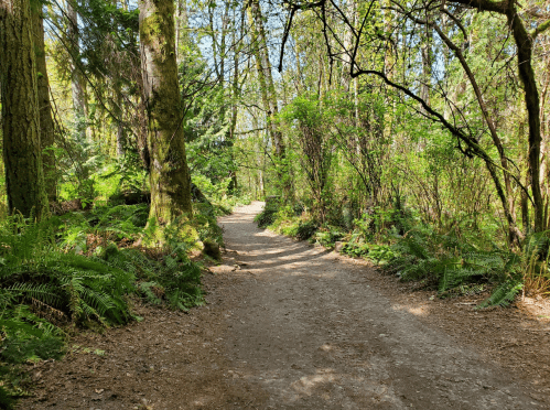 A winding dirt path through a lush green forest, surrounded by tall trees and ferns. Sunlight filters through the leaves.