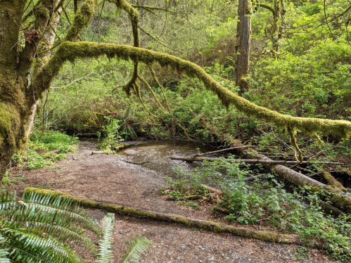 A serene forest scene with a moss-covered tree branch overhanging a small stream surrounded by lush greenery.