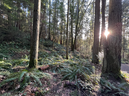 Sunlight filters through tall trees in a lush forest, illuminating ferns and a winding path on the forest floor.