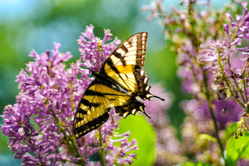 A yellow and black butterfly perched on vibrant purple flowers in a sunny garden.