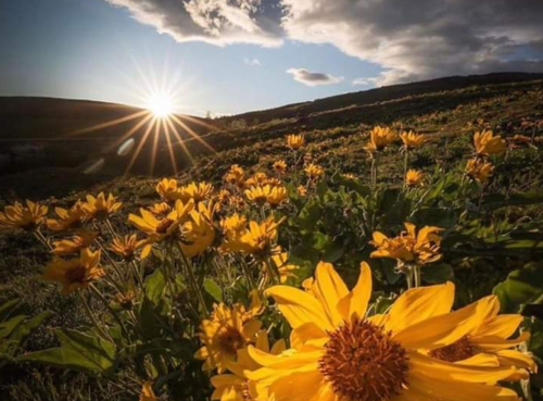 A field of vibrant yellow flowers under a sunset, with clouds and rolling hills in the background.