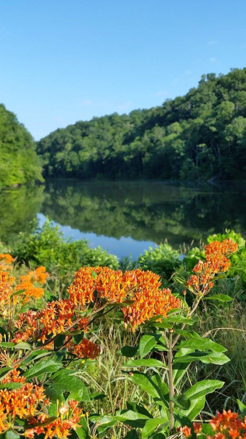 A serene lake surrounded by lush greenery and vibrant orange flowers in the foreground under a clear blue sky.