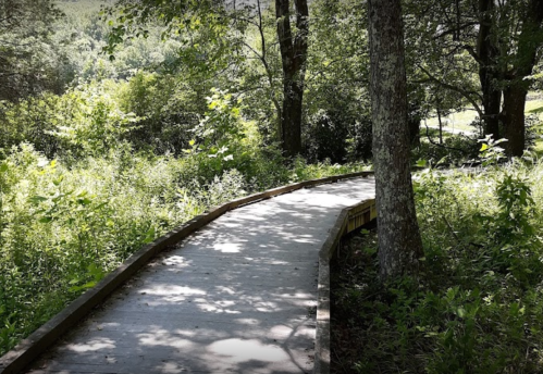 A winding path through a lush green forest, surrounded by trees and foliage.