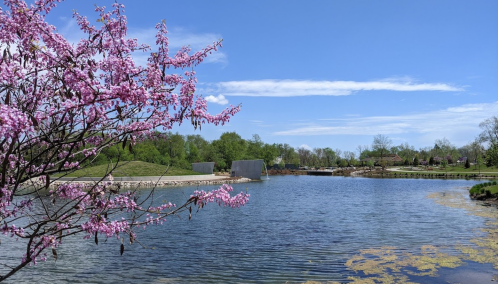 A serene lake surrounded by greenery and blooming pink flowers under a clear blue sky.