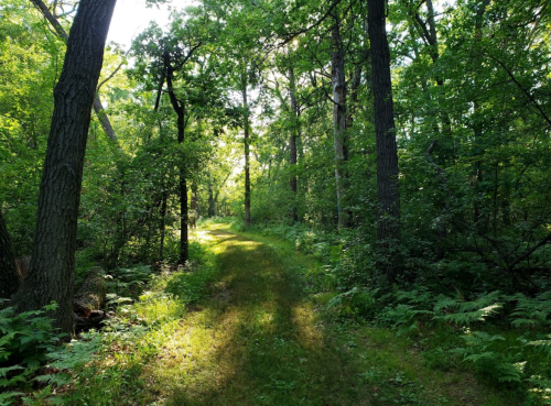 A sunlit forest path surrounded by lush green trees and ferns, creating a serene and inviting atmosphere.
