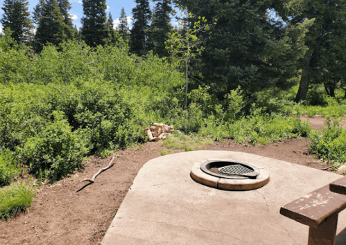 A campsite with a fire pit surrounded by green foliage and trees under a clear blue sky.