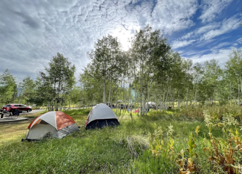Two tents set up in a grassy area surrounded by trees, with a bright sky and distant vehicles visible.