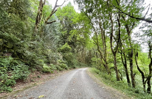 A winding gravel road surrounded by lush green trees and foliage in a serene forest setting.