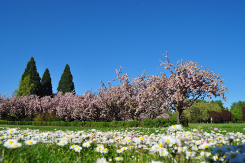 A vibrant park scene with blooming cherry trees and a field of daisies under a clear blue sky.