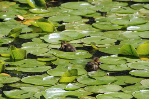 Two ducklings swim among large green lily pads on a calm pond.