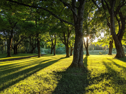 Sunlight filters through trees in a lush green forest, casting long shadows on the grass.