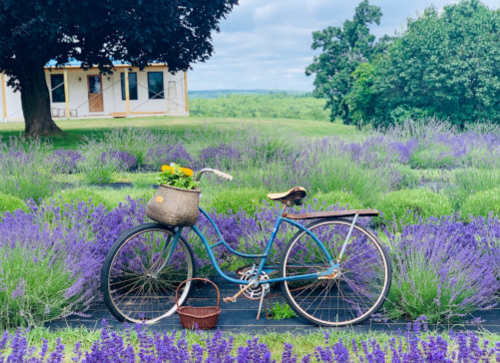 A vintage bicycle with a basket sits among vibrant lavender fields under a cloudy sky.