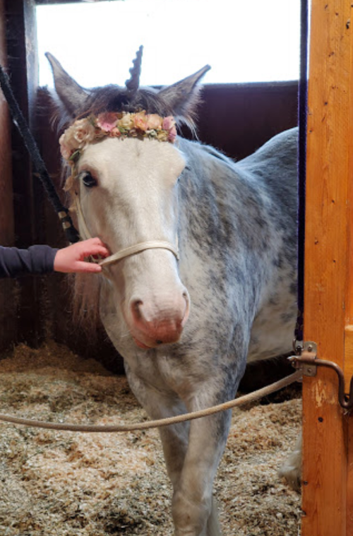 A gray horse with a unicorn horn and floral crown stands in a stable, being gently held by a person.