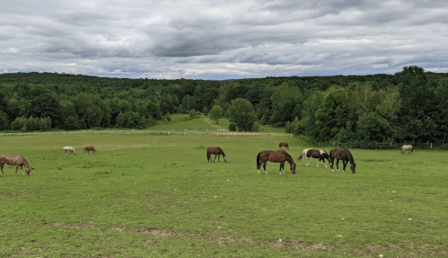 A grassy field with several horses grazing, surrounded by trees and a cloudy sky in the background.