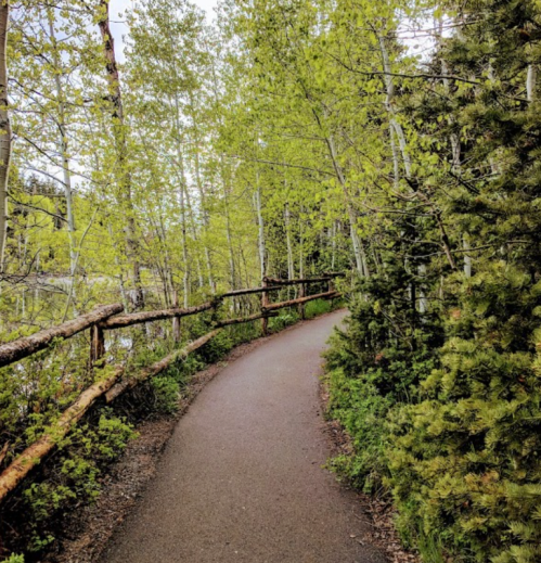 A winding path through lush green trees, bordered by a wooden fence, leading into a serene natural setting.