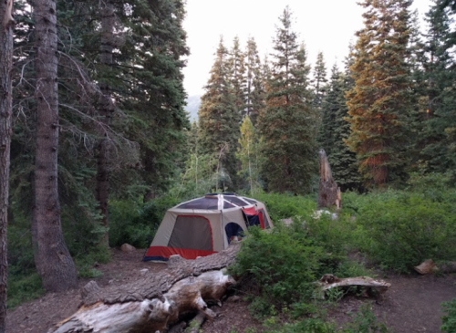 A tent set up in a forest surrounded by tall trees and greenery, with a log in the foreground.