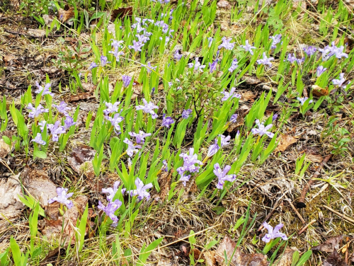 A cluster of small purple flowers surrounded by green grass and scattered leaves on the forest floor.