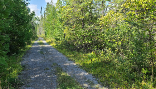 A gravel path surrounded by lush green trees and foliage on a sunny day.