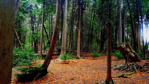 A serene forest scene with tall trees, scattered leaves, and a mossy stump on the forest floor.