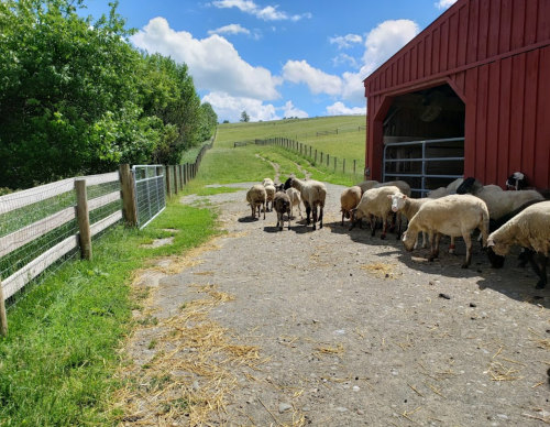 A flock of sheep grazing near a red barn, with green fields and a blue sky in the background.