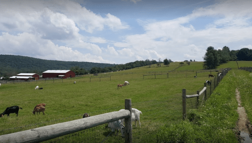 A scenic farm landscape with cows grazing on green grass, wooden fences, and a backdrop of hills and clouds.