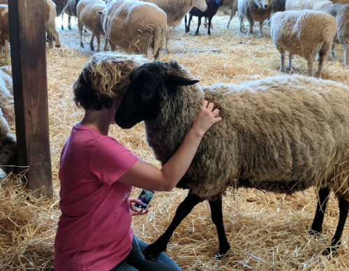 A person in a pink shirt gently embraces a sheep in a barn filled with straw and other sheep in the background.