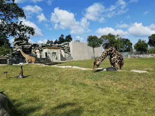 Two giraffes in a grassy area near a rock formation and trees, with a clear blue sky above.