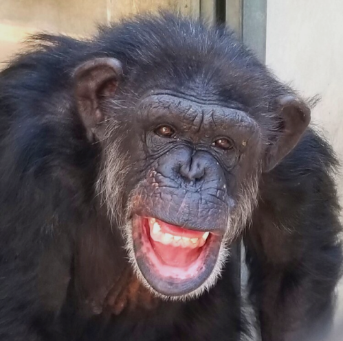 A close-up of a chimpanzee grinning widely, showcasing its teeth and expressive face.