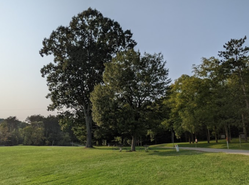 A serene park scene featuring large trees and a grassy area under a clear sky.