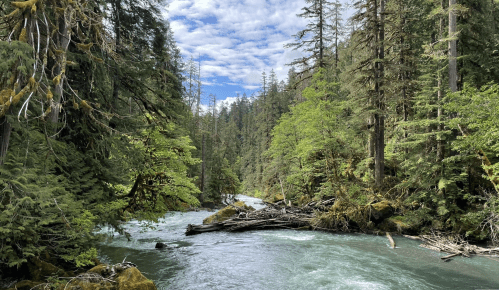 A serene river flows through a lush forest, surrounded by tall trees and a bright blue sky with scattered clouds.