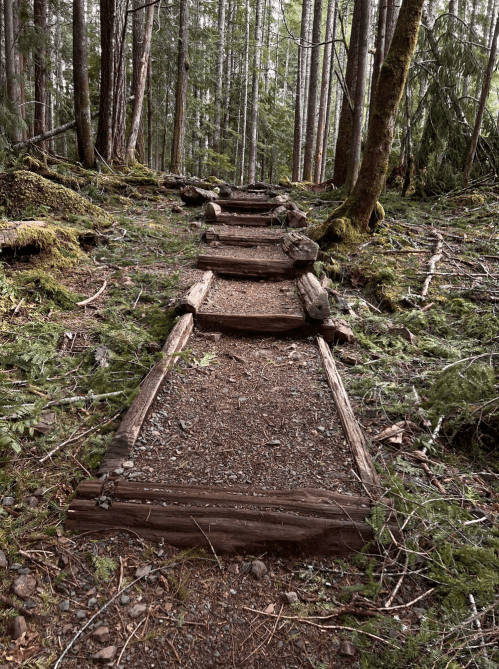 A winding dirt path lined with wooden planks, surrounded by tall trees and lush greenery in a forest.
