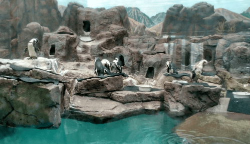 A rocky habitat with several penguins near a pool of water, surrounded by mountains in the background.
