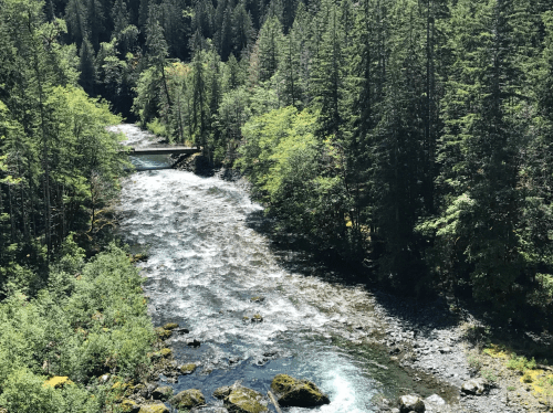 A serene river flows through a lush forest, surrounded by tall green trees and rocky banks under bright sunlight.