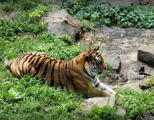 A tiger with distinctive orange and black stripes rests on green grass and rocks in a natural setting.