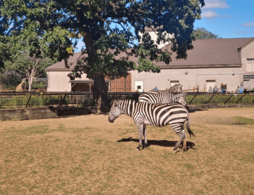 Two zebras with distinctive black and white stripes stand in a grassy area near a zoo building.