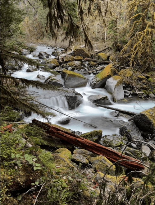 A serene river flows through a lush forest, with moss-covered rocks and fallen logs amidst vibrant greenery.