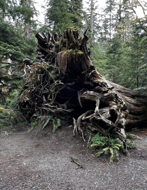 A large, uprooted tree with twisted roots and greenery surrounding it in a dense forest.